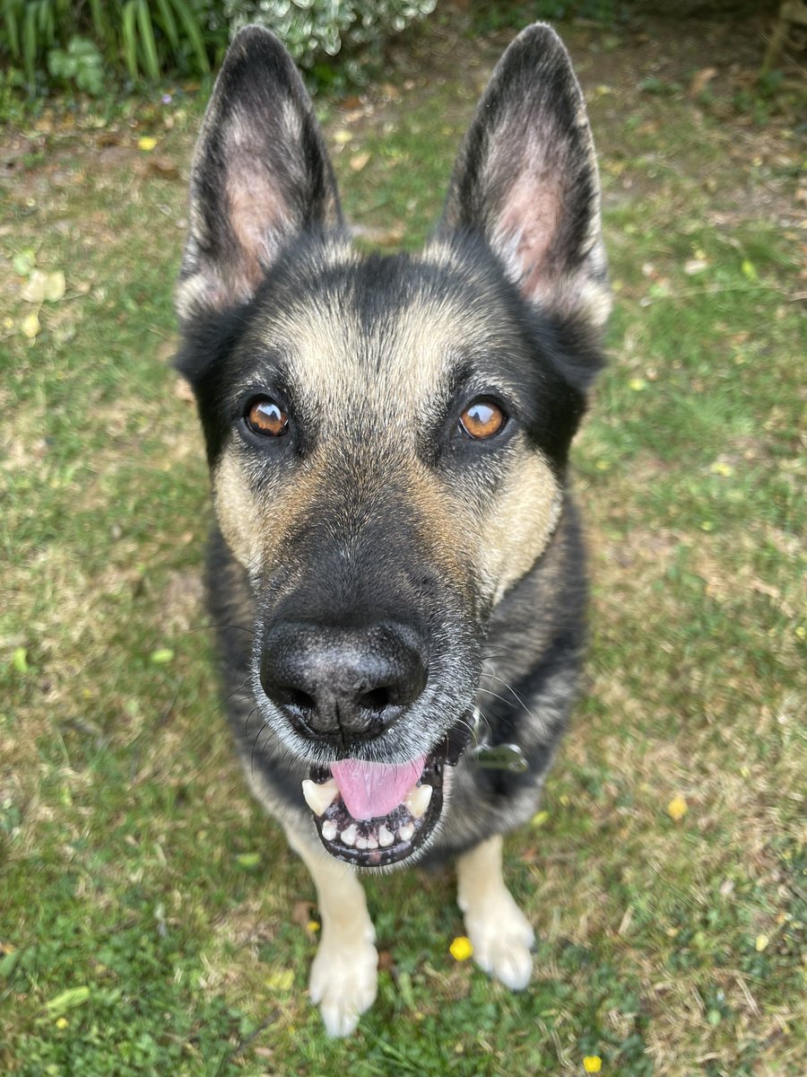 RPDQuest's tweet image. Have a great weekend everyone 🐾🐾