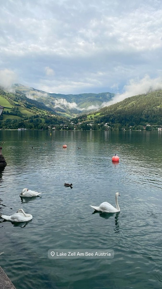 I love this pic ☘🍀🌿🌳🌱🤩😘🦆