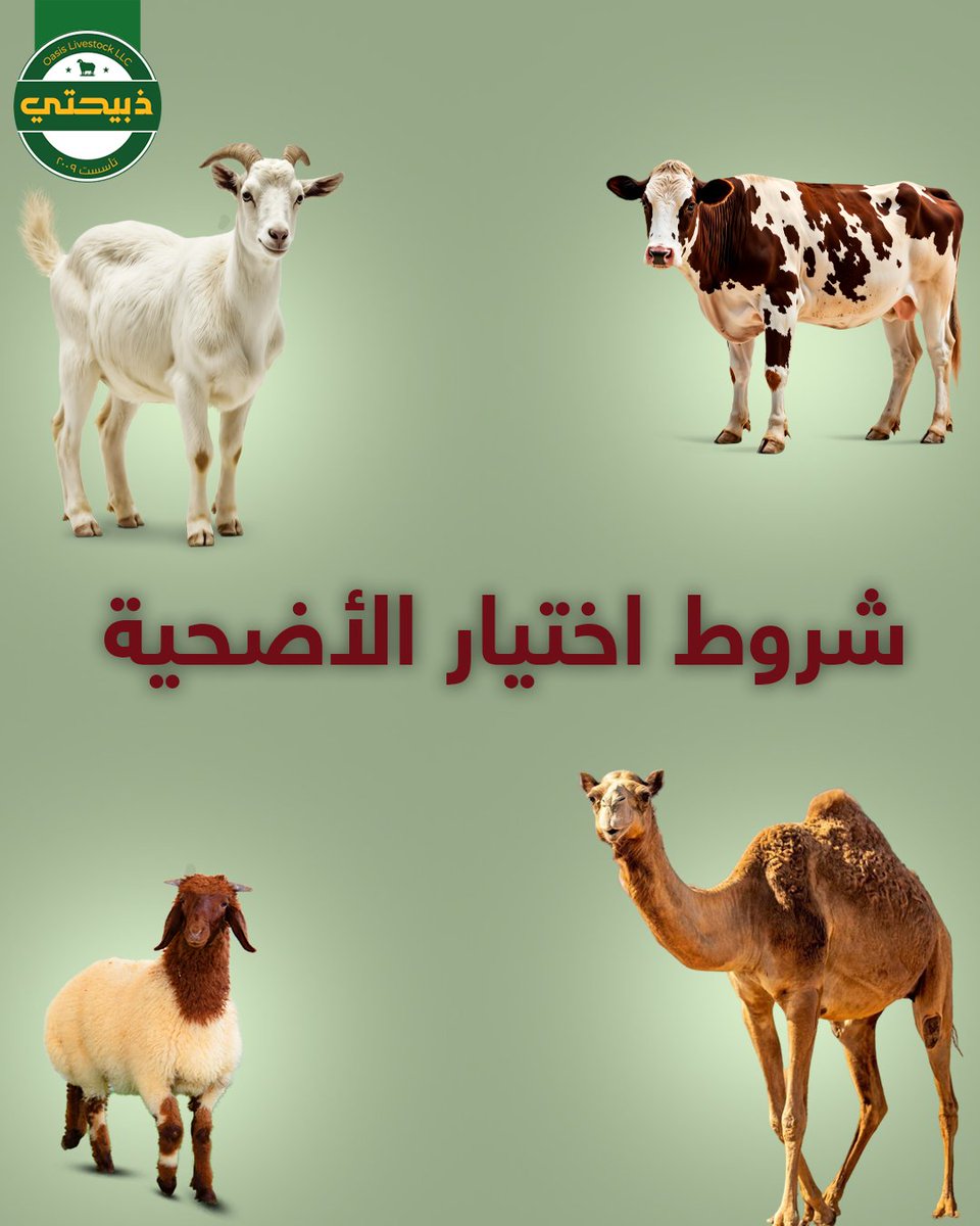 شروط اختيار الأضحية 
- أن تكون من بهيمة الأنعام
- العمر على حسب نوع الأضحية
الجمل لا تقل عن خمس سنوات
البقر: سنتين
الضأن/ الماعز سنة
- أن تكون ملكاً للمضحي
- خالية من العيوب مثل العرج الشديد - العمى - المرض أو الجروح الكبيرة
عيدكم مبارك 💚
#عيد_الأضحى