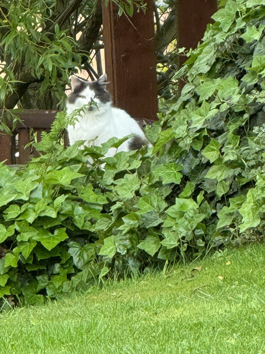 SpanielsSuper's tweet image. REAL PROGRESS 

Look who came to visit our back garden 
She walked across the decking outside our bedroom &amp;amp; sat in the ferns on the lower deck staring up at us 
#GettingThere