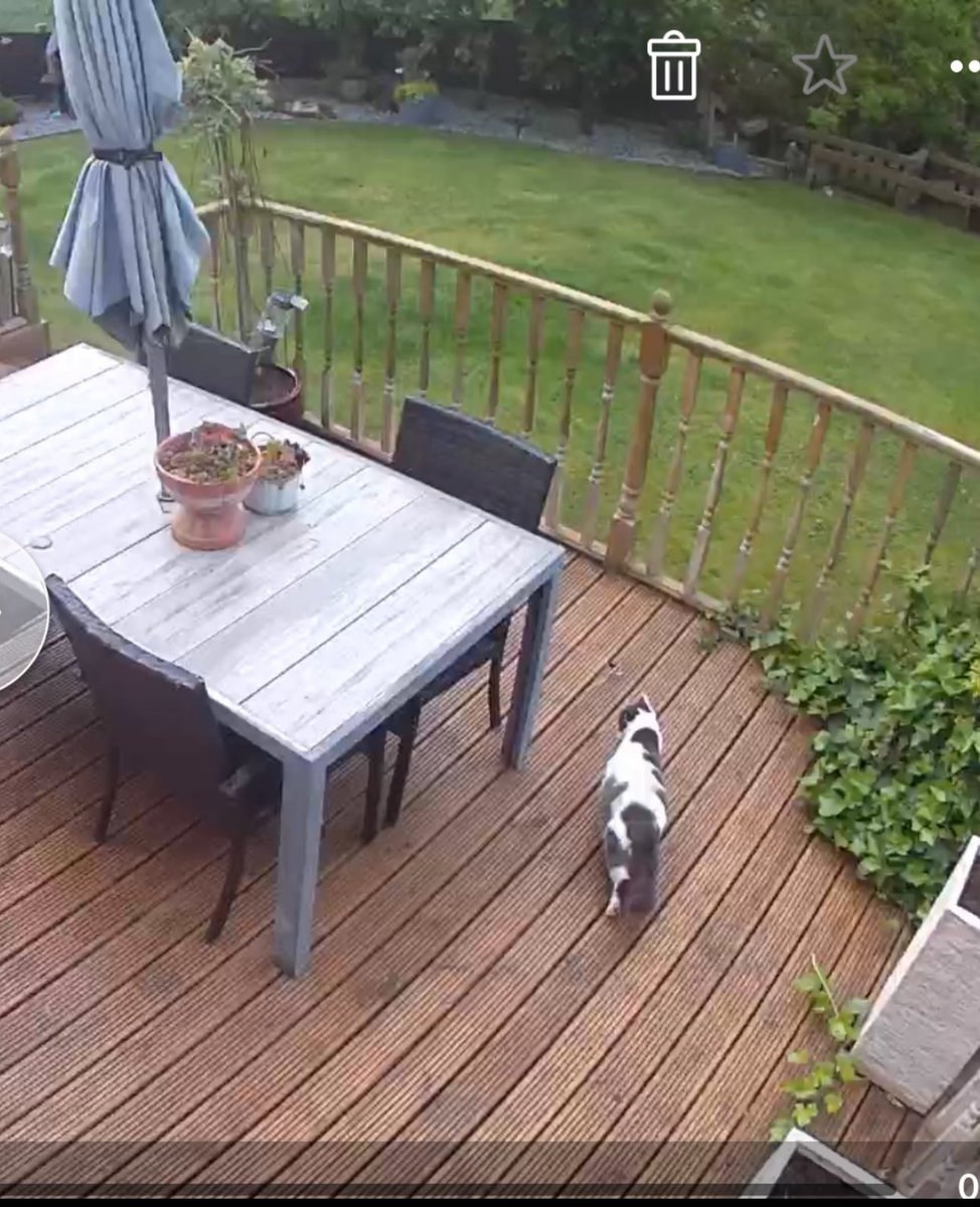 SpanielsSuper's tweet image. REAL PROGRESS 

Look who came to visit our back garden 
She walked across the decking outside our bedroom &amp;amp; sat in the ferns on the lower deck staring up at us 
#GettingThere