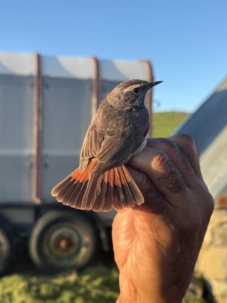 The past couple of days have bought in some good birds, and some particularly nice catches in the mist nets. I was very pleased to ring a lovely female Western Subalpine Warbler yesterday afternoon! Other highlights were a trio of Crossbill and my first bluethroat in the hand!