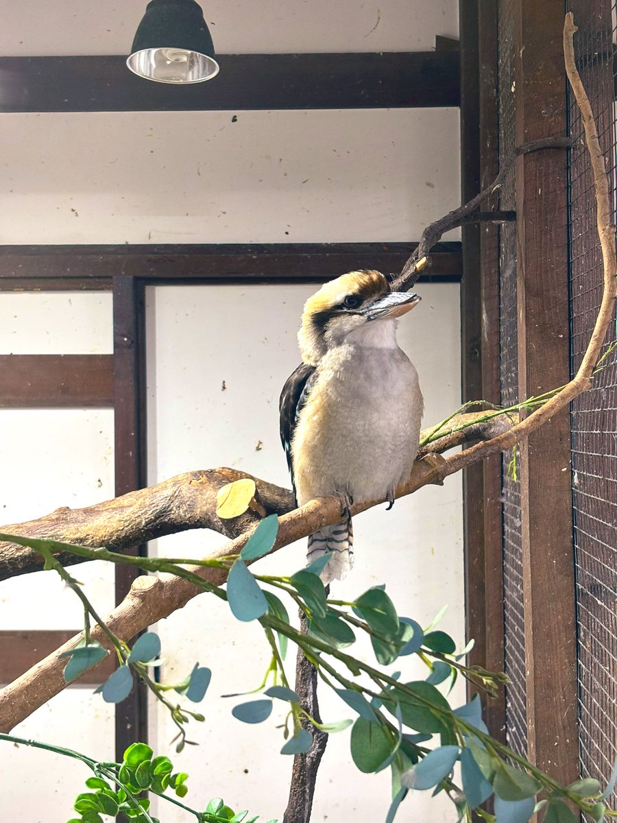 riinutan's tweet photo. 旅行２日目は今回旅行のメイン掛川花鳥園へ。最高すぎて絶対にリピする😌まずはペンギン抱っこして写真撮れる整理券げっと。やはりこの日も激空きで本当ありがたい🫶早速入口の梟カワセミかわいすぎてやられる😍ペンギンのプール近すぎ！こんな近くで見られるなんて感動🥺もちろん餌やり体験に課金！w https://t.co/XsaKYLJeli