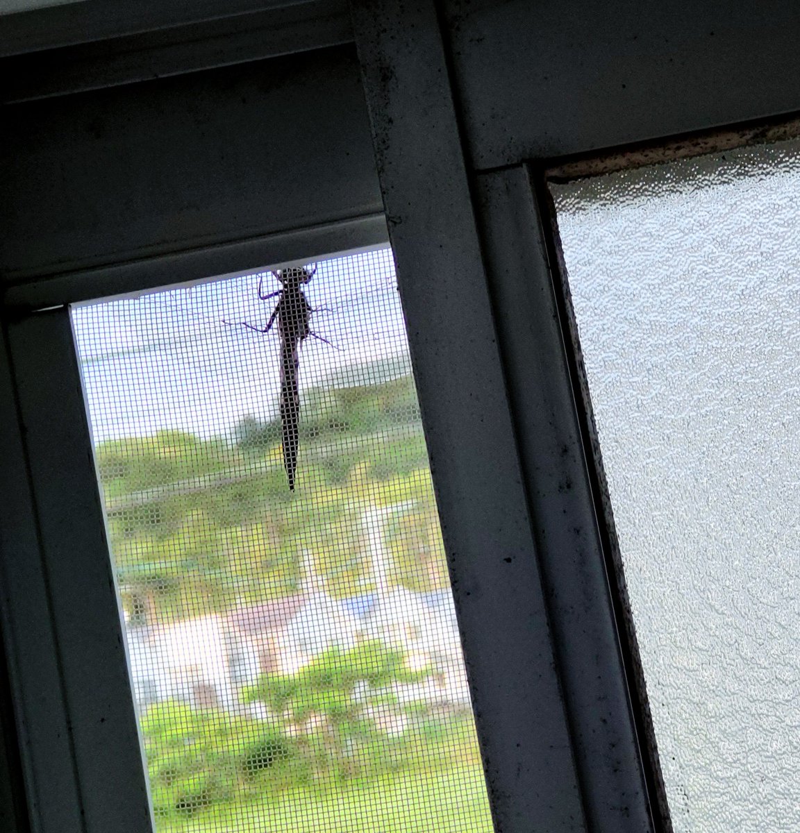 komb__uuu's tweet photo. 台所の窓にトンボおる🦟 https://t.co/aEVOvTfZwP