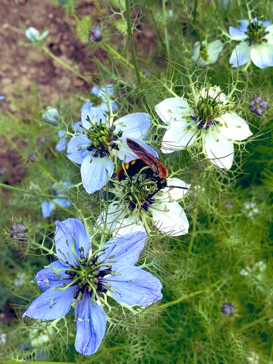 Nigella damascena has been referenced in poetry and garden writing for centuries, often used as a symbol of fragile beauty, ephemeral love, or the mystery of the feminine.
