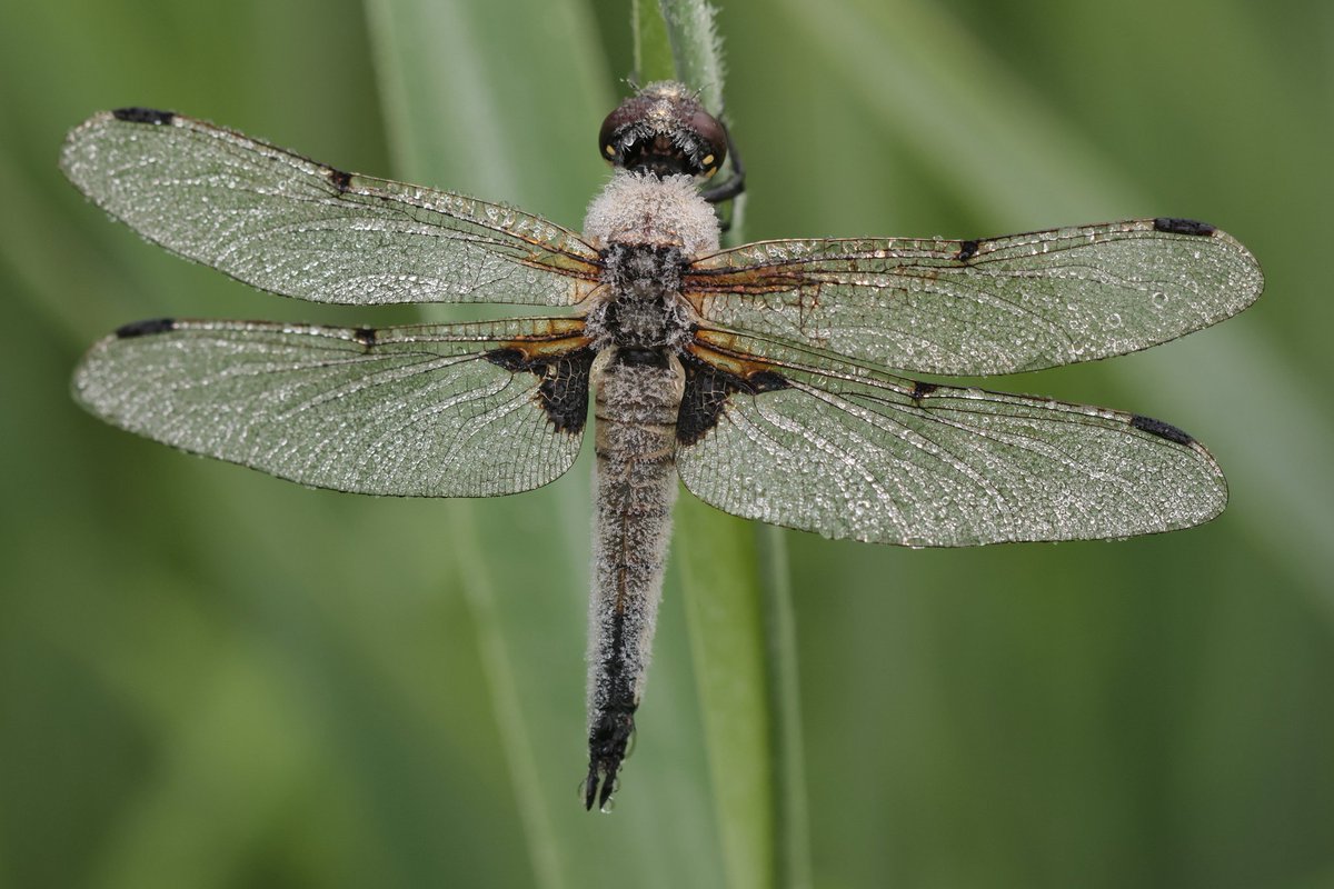 Een bedauwde viervlek vanochtend vroeg in de oeverlanden van het Zuidlaardermeer tijdens broedvogels inventariseren.