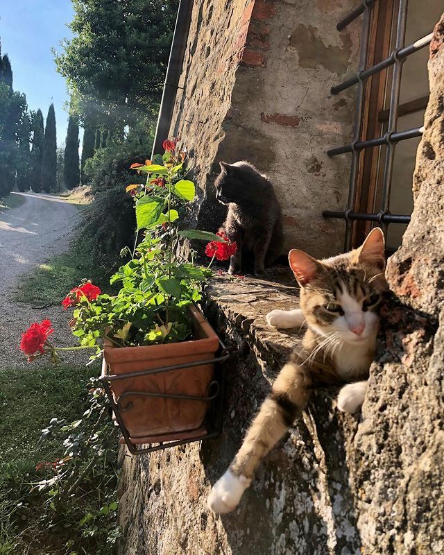 Boungiorno from Italy. Have a happy #caturday 🇮🇹❤️🌈

#cats #CatsofTwittter #CatsLover #CatsOnTwitter