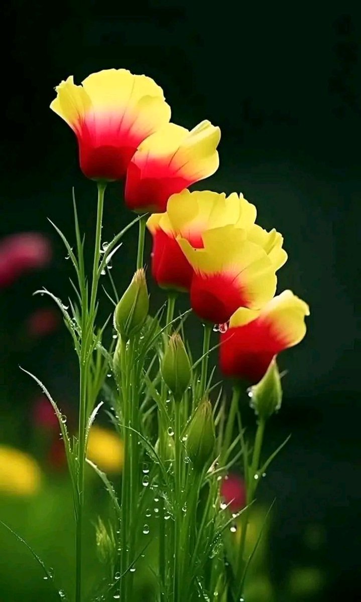 Shehab 🤍 (@ho00_sh) on Twitter photo <a href="/WidzDj/">꧁🆆🅸🅳🅸🅰🅽🅰🅽🆃🅾꧂</a> <a href="/ILOVEQUOTEBOOKS/">Duane Morse</a> <a href="/amqueen12200420/">柚</a> <a href="/LauraMi25356713/">Laura Miller</a> <a href="/MehmetBerkErgin/">Mehmet Berk Ergin</a> <a href="/analiavalenzue4/">analia valenzuela</a> <a href="/Lovessiyaa343/">🕊🌹L♥VE_SIYAA🌹🕊</a> <a href="/RichardJWood/">🦘 Richard J. Wood 🇦🇺</a> <a href="/amqueen312/">夕珠</a> <a href="/Olivier_Jasko/">olivier jasko NAFO 🇺🇦 🇫🇷 🇮🇪 🇺🇸 💙</a> <a href="/papiko7890/">ぱぴこ❤</a> <a href="/A4KARY_D3/">أذكار - 🌧️🌿</a> <a href="/Asamsakti/">Dil</a> <a href="/Yoen__AR/">🤍𝙲𝚒𝚗𝚝𝚊 𝙿𝚞𝚝𝚒𝚑🤍</a> <a href="/zhody777/">Jimmy_Satriani_Blackmore</a> <a href="/ChnAksy/">Bisiklet Gezgini ... 𝕏</a> <a href="/Rian__Az/">The Doctor</a> <a href="/Rullyez1/">Rullyez May Treestanto ®™ 🇮🇩</a> <a href="/JETAR9/">Etienne Arsenault</a> <a href="/veebex/">ℌ𝔞𝔯𝔟𝔦𝔫𝔤𝔢𝔯 🐝 🇺🇸</a> <a href="/E4444/">بعيد الهقاوي</a> Thanks so much dear friend 💐
Have A lovely weekend 🤍
<a href="/WidzDj/">꧁🆆🅸🅳🅸🅰🅽🅰🅽🆃🅾꧂</a>
<a href="/Dj_Widz/">𓆩♱ 𝕎𝕀𝔻𝕀𝔸ℕ𝔸ℕ𝕋𝕆 𝔻𝕁 ♱𓆪</a> 👌 <a href="/WidzDj/">꧁🆆🅸🅳🅸🅰🅽🅰🅽🆃🅾꧂</a> <a href="/ILOVEQUOTEBOOKS/">Duane Morse</a> <a href="/amqueen12200420/">柚</a> <a href="/LauraMi25356713/">Laura Miller</a> <a href="/MehmetBerkErgin/">Mehmet Berk Ergin</a> <a href="/analiavalenzue4/">analia valenzuela</a> <a href="/Lovessiyaa343/">🕊🌹L♥VE_SIYAA🌹🕊</a> <a href="/RichardJWood/">🦘 Richard J. Wood 🇦🇺</a> <a href="/amqueen312/">夕珠</a> <a href="/Olivier_Jasko/">olivier jasko NAFO 🇺🇦 🇫🇷 🇮🇪 🇺🇸 💙</a> <a href="/papiko7890/">ぱぴこ❤</a> <a href="/A4KARY_D3/">أذكار - 🌧️🌿</a> <a href="/Asamsakti/">Dil</a> <a href="/Yoen__AR/">🤍𝙲𝚒𝚗𝚝𝚊 𝙿𝚞𝚝𝚒𝚑🤍</a> <a href="/zhody777/">Jimmy_Satriani_Blackmore</a> <a href="/ChnAksy/">Bisiklet Gezgini ... 𝕏</a> <a href="/Rian__Az/">The Doctor</a> <a href="/Rullyez1/">Rullyez May Treestanto ®™ 🇮🇩</a> <a href="/JETAR9/">Etienne Arsenault</a> <a href="/veebex/">ℌ𝔞𝔯𝔟𝔦𝔫𝔤𝔢𝔯 🐝 🇺🇸</a> <a href="/E4444/">بعيد الهقاوي</a> Thanks so much dear friend 💐
Have A lovely weekend 🤍
<a href="/WidzDj/">꧁🆆🅸🅳🅸🅰🅽🅰🅽🆃🅾꧂</a>
<a href="/Dj_Widz/">𓆩♱ 𝕎𝕀𝔻𝕀𝔸ℕ𝔸ℕ𝕋𝕆 𝔻𝕁 ♱𓆪</a> 👌