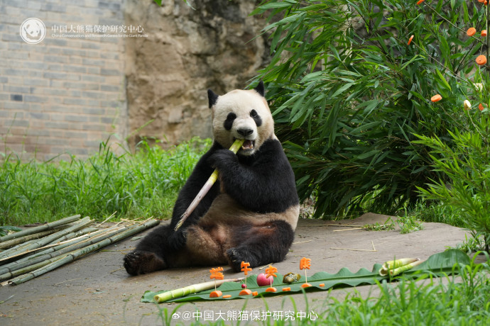 Dragon Boat Festival at Dujiangyan Panda Base 🐉🍃
1. Mei Xiang
2. Gao Gao
3. Ruirui, Zirui, Aoke
4. Lele

Celebrated with 'zongzi' wotou 🎋 2025.05.31

#aoke #zirui #ruirui #lele