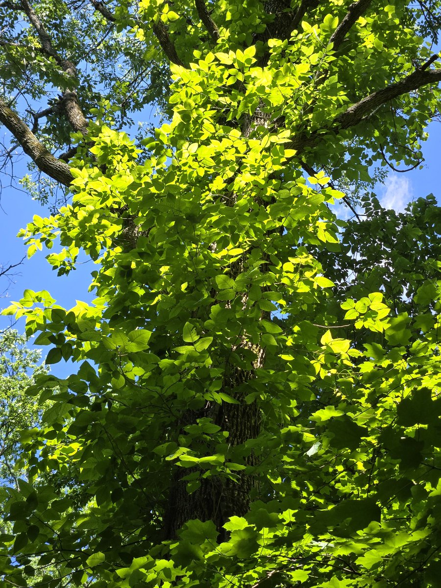 gentle forest breeze
sun-kissed leaves sway and beckon--
oh to be a bird!
#HaikuSaturday #haiku