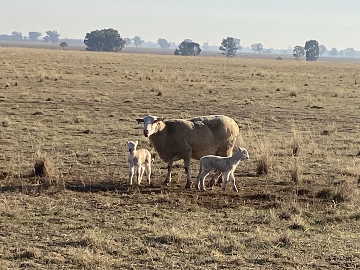Surprise!!
Two weeks early which makes trying to juggle minimal FOO in a very tough autumn just a little trickier!
Birth weights indicate we have done a great job supplementry feeding