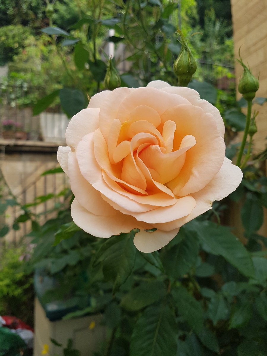 My Winston Churchill rose