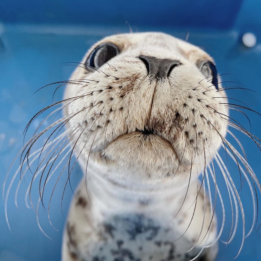 Bullish on whiskers 😍

#BiscuitsTheSeal #memecoin #Solana $SOL