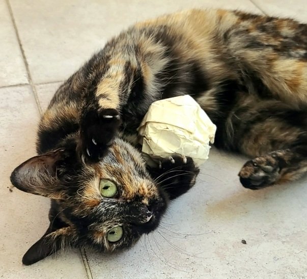 rooftop kitten update: look she play with ball I made for her. Easy cat toy instructions... take one bad drawing, crumple up into the ball, and cover with masking tape.