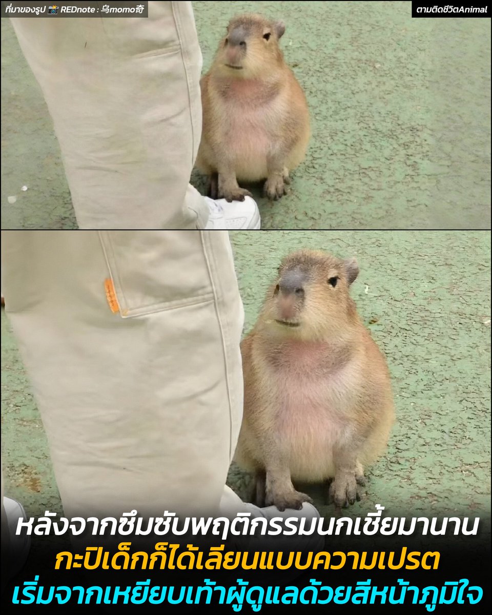 ตามติดชีวิตAnimal tweet media