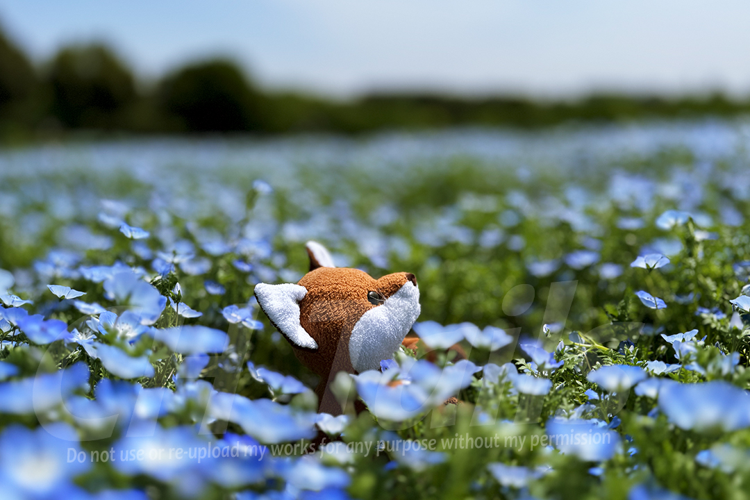 CH_Tails's tweet image. #6月になったのでフォロワーさんに自己紹介しようぜ
ぬいぐるみに命を吹き込む事を追求する酔狂な写真家です。主に #ポケぬい で #ぬい撮り をしてます。たまーに写真展に出ます。
ご存知のない方、初めまして🙇
ご存知の方、いつもお世話になっております🙇
AR写真( #GOsnapshot )も撮ってます。…