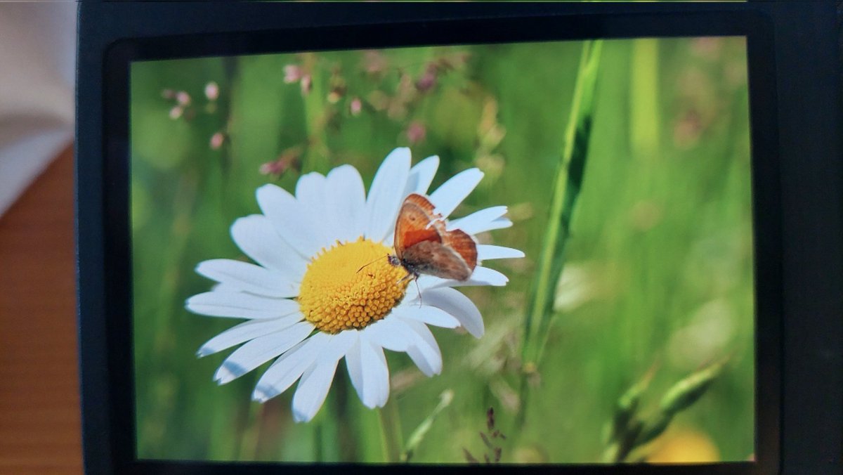 Post a picture you took. Just a picture no description.