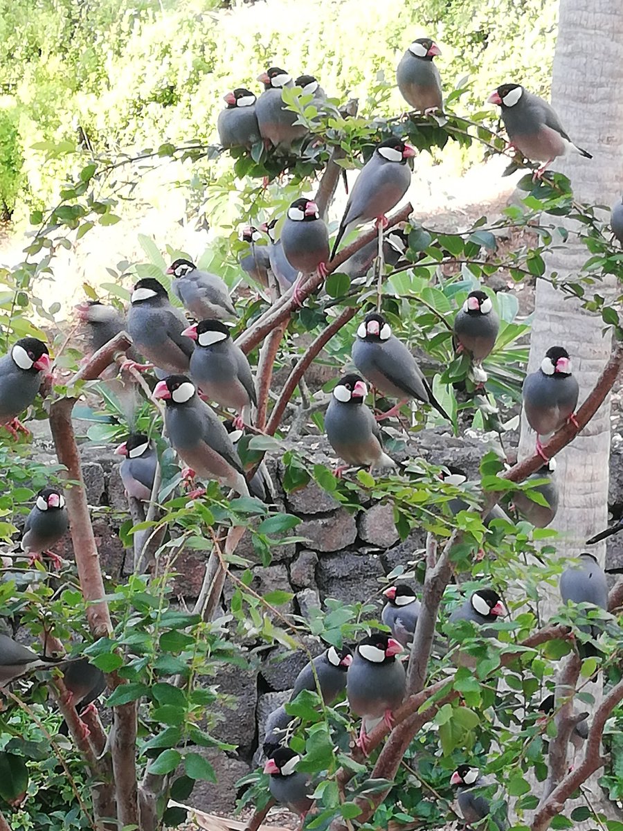 オカメインコ＆ブンチョウ好きな方、peatixでの申し込むで参加が出来るZOOMオンライン対談(無料)だそうです。参加者さんからの質疑応答もどしどし募集。お気軽に遊びにいらしてくださいね。

帰国して来てすぐいただいたお話でキョトン。初対談にチャレンジ。気負わず愉しくやってみます😆🥳🙏
