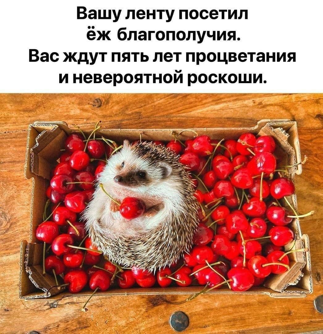 Gribanov ☢ ᓚᘏᗢ (@gribanov) on Twitter photo 