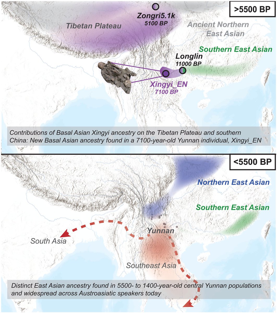 Yunnan ancestry is related to Tibetans and Austroasiatic speakers
science.org/doi/10.1126/sc…