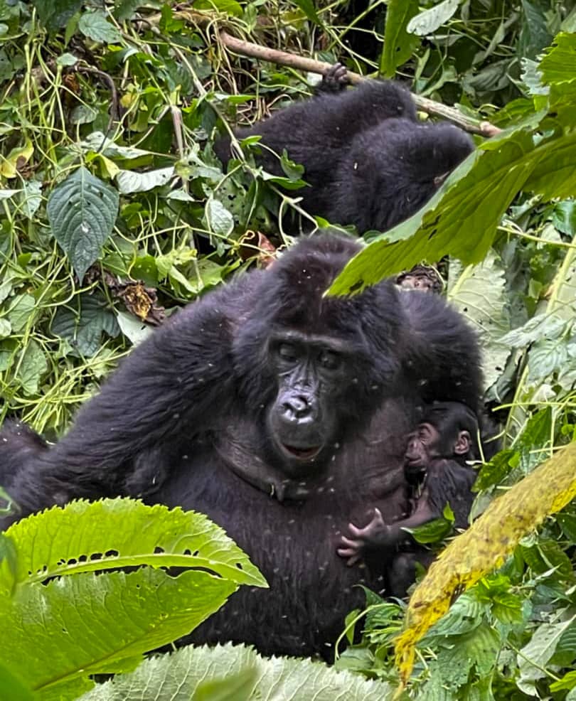 ugwildlife's tweet photo. Exciting news!
Two baby mountain gorillas have been born @Bwindi Impenetrable NP.

KWITONDA of the Nkuringo family welcomed a new infant, increasing the group’s size to 16, while BIZULU of the Busingye family also gave birth, bringing her group’s total to 15 members. Both mothers and their newborns are healthy. These joyful additions highlight Uganda’s continued success as a global leader in gorilla conservation, made possible through strong community involvement and ongoing support.
#WildlifeConservation #TouristFamily #BwindiNP #ExploreUganda
