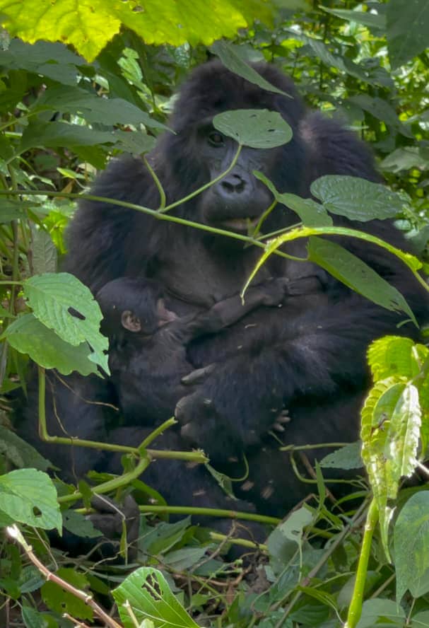 Exciting news!
Two baby mountain gorillas have been born @Bwindi Impenetrable NP.

KWITONDA of the Nkuringo family welcomed a new infant, increasing the group’s size to 16, while BIZULU of the Busingye family also gave birth, bringing her group’s total to 15 members. Both mothers