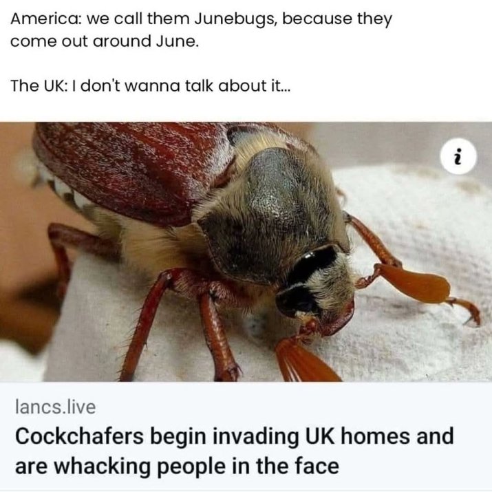 CatManitarMike's tweet image. 