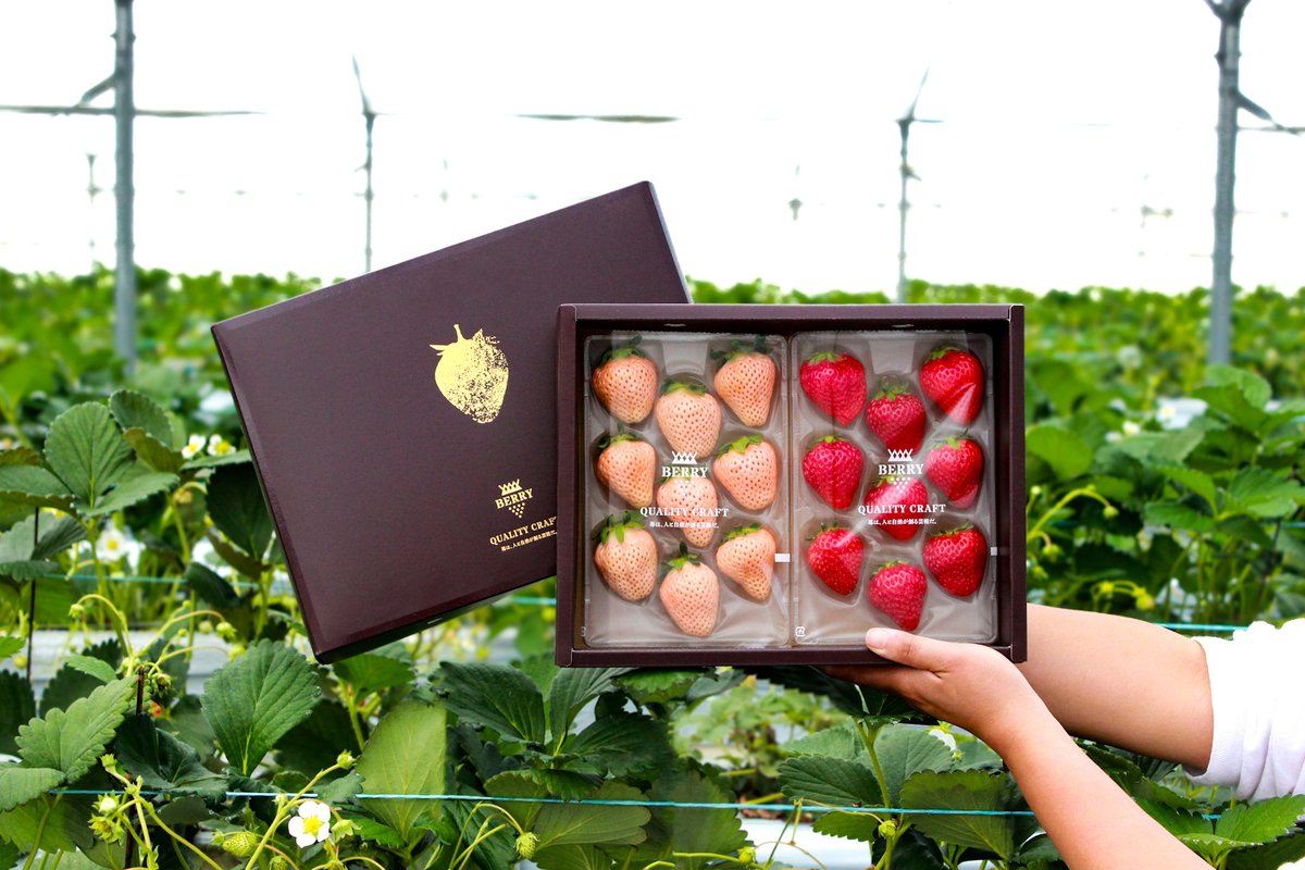 daiki_berry's tweet photo. At BERRY, people rebuilding their futures grow Japan’s sweetest fruit — and you can taste the result.

Back #SweetHope on @Kickstarter from just $1 and get craft strawberries shipped to the 🇺🇸 US.

✨ Join us → https://t.co/A8WdOEhnTd
#Kickstarter #SocialImpact #農福連携 https://t.co/5THA0A4fIL