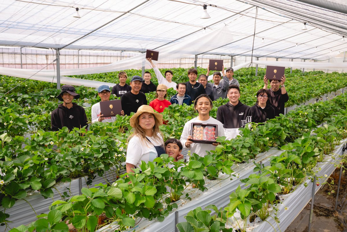 daiki_berry's tweet photo. At BERRY, people rebuilding their futures grow Japan’s sweetest fruit — and you can taste the result.

Back #SweetHope on @Kickstarter from just $1 and get craft strawberries shipped to the 🇺🇸 US.

✨ Join us → https://t.co/A8WdOEhnTd
#Kickstarter #SocialImpact #農福連携 https://t.co/5THA0A4fIL