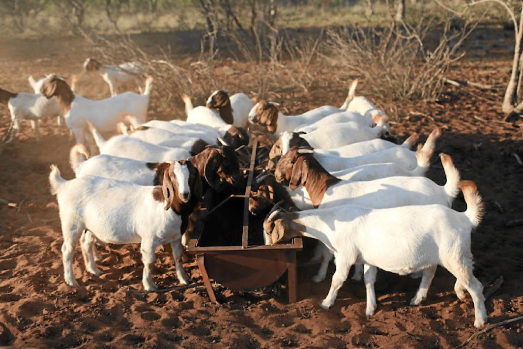 wenceslous7's tweet photo. Goat feeding formulation involves providing a balanced diet that meets their nutritional needs. Here's a detailed summary:

1. Balanced Diet

- Roughage (70-80% of diet) : Provide high-quality hay, pasture, and browse (shrubs and small trees) to support proper digestion.
-  Grains : Supplement with grains like oats, corn, and barley in moderation to avoid health issues.
-  Mineral Supplements : Offer loose mineral mix or mineral blocks specifically formulated for goats to meet their nutritional requirements.

2. Clean and Fresh Water

- Access to clean water : Ensure goats have access to fresh, clean water at all times.
- Water quality : Monitor water quality, especially in extreme weather conditions (e.g., freezing temperatures or hot weather).

 3. Avoid Overfeeding and Harmful Foods

- Monitor feed intake : Prevent overeating, which can lead to health issues like bloat.
- Limit treats : Offer fruits and vegetables in moderation, avoiding them as a replacement for their regular diet.
-  Avoid toxic plants : Keep goats away from poisonous plants like azaleas, rhododendrons, and certain weeds.

By following these guidelines, goat owners can ensure their animals receive a well-balanced diet, promoting optimal health and well-being.