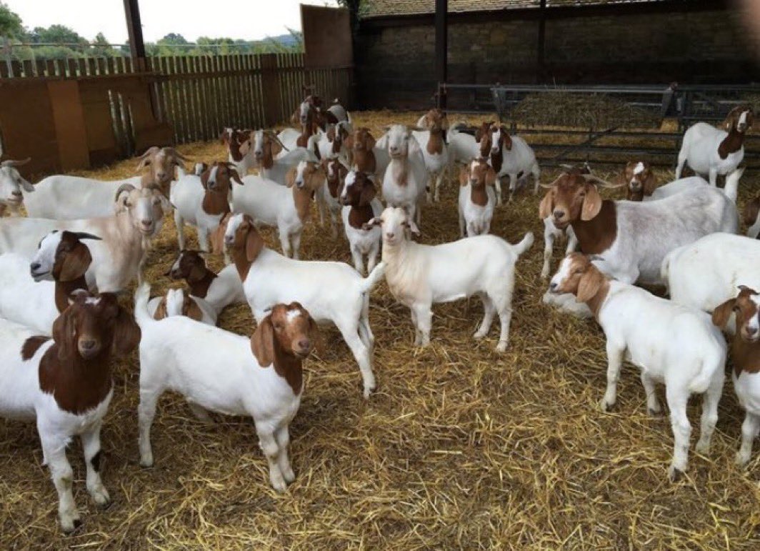 wenceslous7's tweet photo. Goat feeding formulation involves providing a balanced diet that meets their nutritional needs. Here's a detailed summary:

1. Balanced Diet

- Roughage (70-80% of diet) : Provide high-quality hay, pasture, and browse (shrubs and small trees) to support proper digestion.
-  Grains : Supplement with grains like oats, corn, and barley in moderation to avoid health issues.
-  Mineral Supplements : Offer loose mineral mix or mineral blocks specifically formulated for goats to meet their nutritional requirements.

2. Clean and Fresh Water

- Access to clean water : Ensure goats have access to fresh, clean water at all times.
- Water quality : Monitor water quality, especially in extreme weather conditions (e.g., freezing temperatures or hot weather).

 3. Avoid Overfeeding and Harmful Foods

- Monitor feed intake : Prevent overeating, which can lead to health issues like bloat.
- Limit treats : Offer fruits and vegetables in moderation, avoiding them as a replacement for their regular diet.
-  Avoid toxic plants : Keep goats away from poisonous plants like azaleas, rhododendrons, and certain weeds.

By following these guidelines, goat owners can ensure their animals receive a well-balanced diet, promoting optimal health and well-being.
