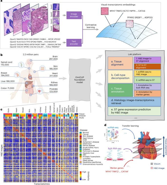 A really nice paper out today from the Wang lab describing OmiCLIP, a visual–omics foundation model linking H&amp;E images and transcriptomics, and the associated Loki analysis toolkit. nature.com/articles/s4159…
via <a href="/naturemethods/">Nature Methods</a>