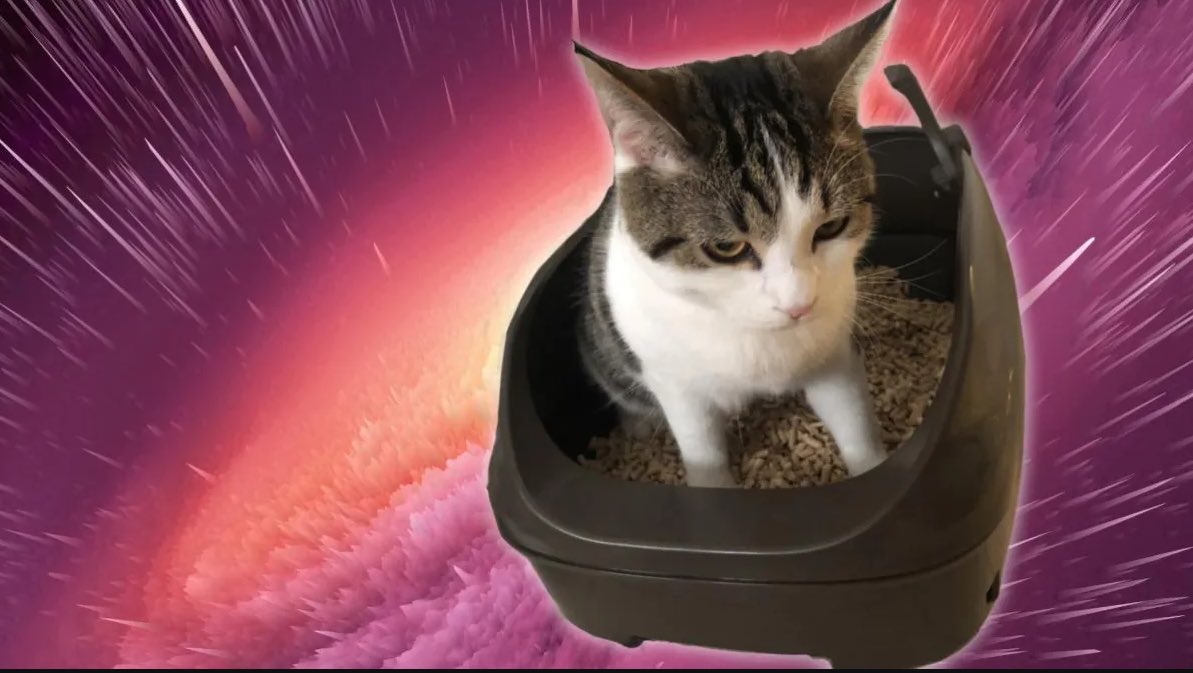 #猫のうんこ顔選手権