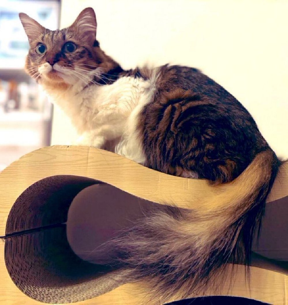 おはよーん☀️
日曜は人間たちの動きがゆっくりだから、こっちは全力であそべるチャンス！
シャカブン構えて、カリカリ準備して、あとは人間をうまく転がすだけ😼🎯