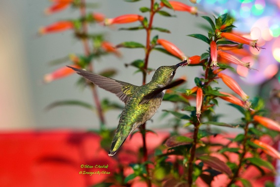 ImagesByStan's tweet image. These tiny  #birds are amazing. #Hummingbird  @WildBirdYYC   @NatureAlberta @CiaraYaschuk @mikesobel