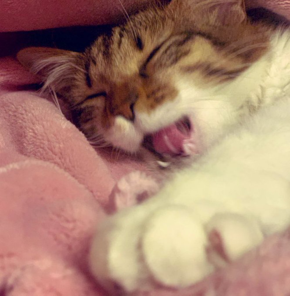 6月もよろしくねっ🐾
もふもふ全開、気合の猫ぱーーんち💥
みんなの癒し、今月も担当するよーっ✨