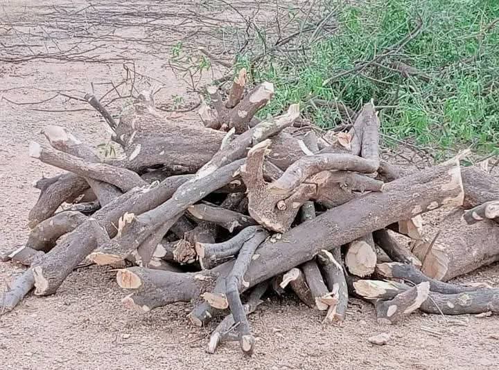 BalochHafeez201's tweet image. Sindh’s Kohistan region — from the hills of Malir, Karachi to Kirthar National Park — is an ancient land rich with forests, mountains, rivers, and cultural heritage.
Now, it's under siege. 🌍⚠️
@UN @UNEP 
1/5
#SaveKirtharNationalPark