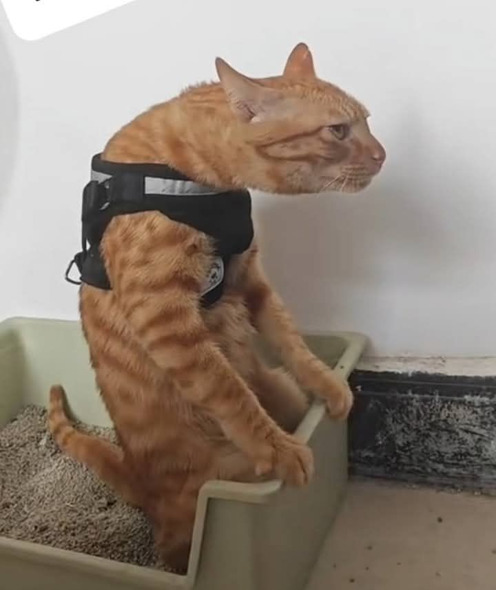 これを倒す
#猫のうんこ顔選手権