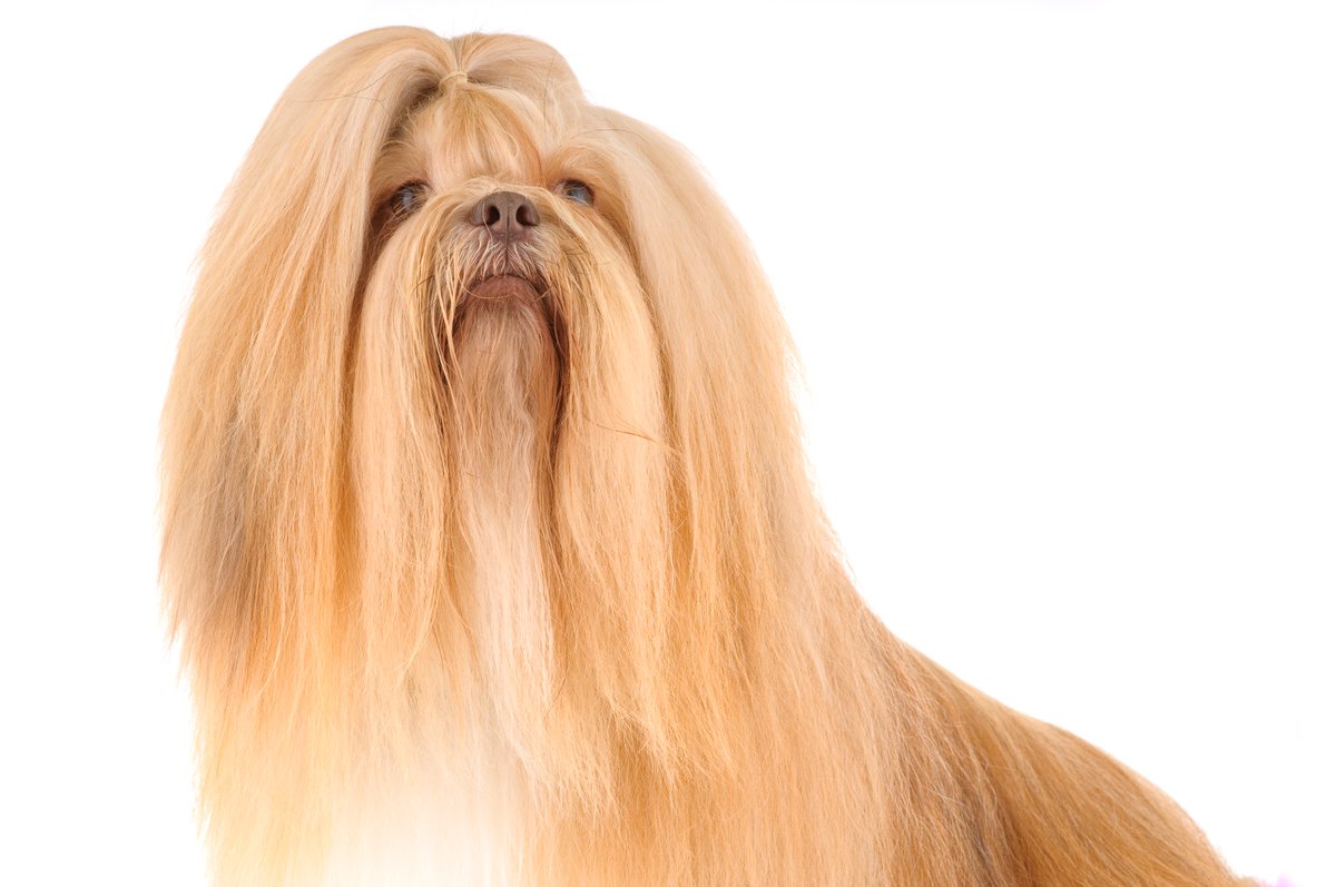 charleylhasa's tweet photo. Charley was born 20 years ago today on Tuesday, May 31, 2005 in Olympia, Washington. He would have been 20 years old today, but passed away August 4, 2021. These photos were taken on May 28, 2009 — three days before Charley’s fourth birthday. https://t.co/CHAepEA8zB