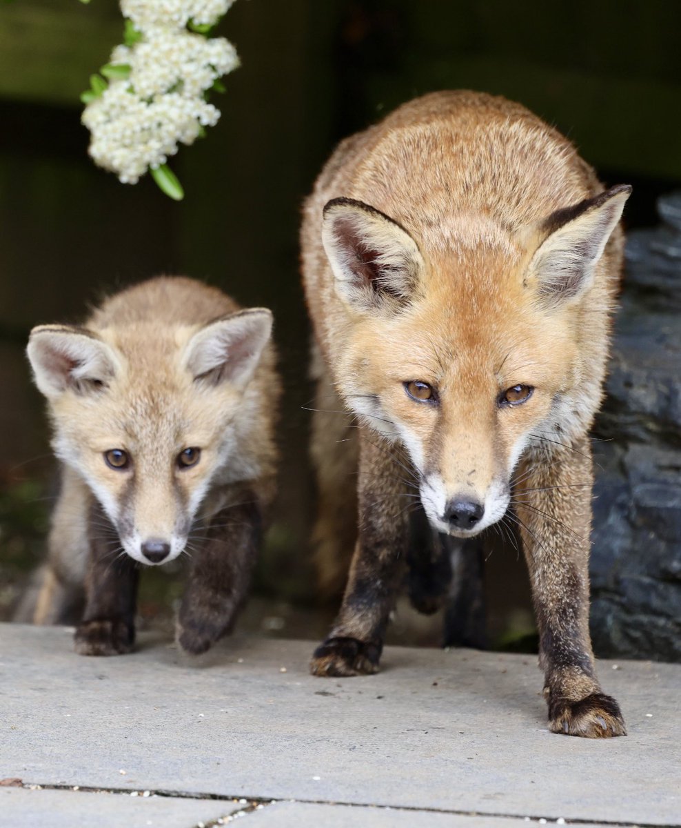 Gareth Price (@gp_wildlife) on Twitter photo Strolling into the weekend #foxlover #foxcub #foxkits #foxoftheday #zorro #renard #fäks #foxlovers #foxes <a href="/BBCSpringwatch/">BBC Springwatch</a> <a href="/SussexWildlife/">Sussex Wildlife Trust 🦔</a> Strolling into the weekend #foxlover #foxcub #foxkits #foxoftheday #zorro #renard #fäks #foxlovers #foxes <a href="/BBCSpringwatch/">BBC Springwatch</a> <a href="/SussexWildlife/">Sussex Wildlife Trust 🦔</a>