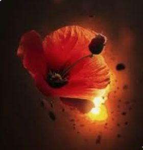 Born this day 31st.May 1918.

Sgt. Frederick Ernest Richard Shepherd.
One of THE FEW.
bbm.org.uk/airmen/Shepher…

On 11th.Sept. 1940 his Spitfire was set alight during a combat over Croydon. He baled out, with his parachute in flames and fell dead.
Age 22.