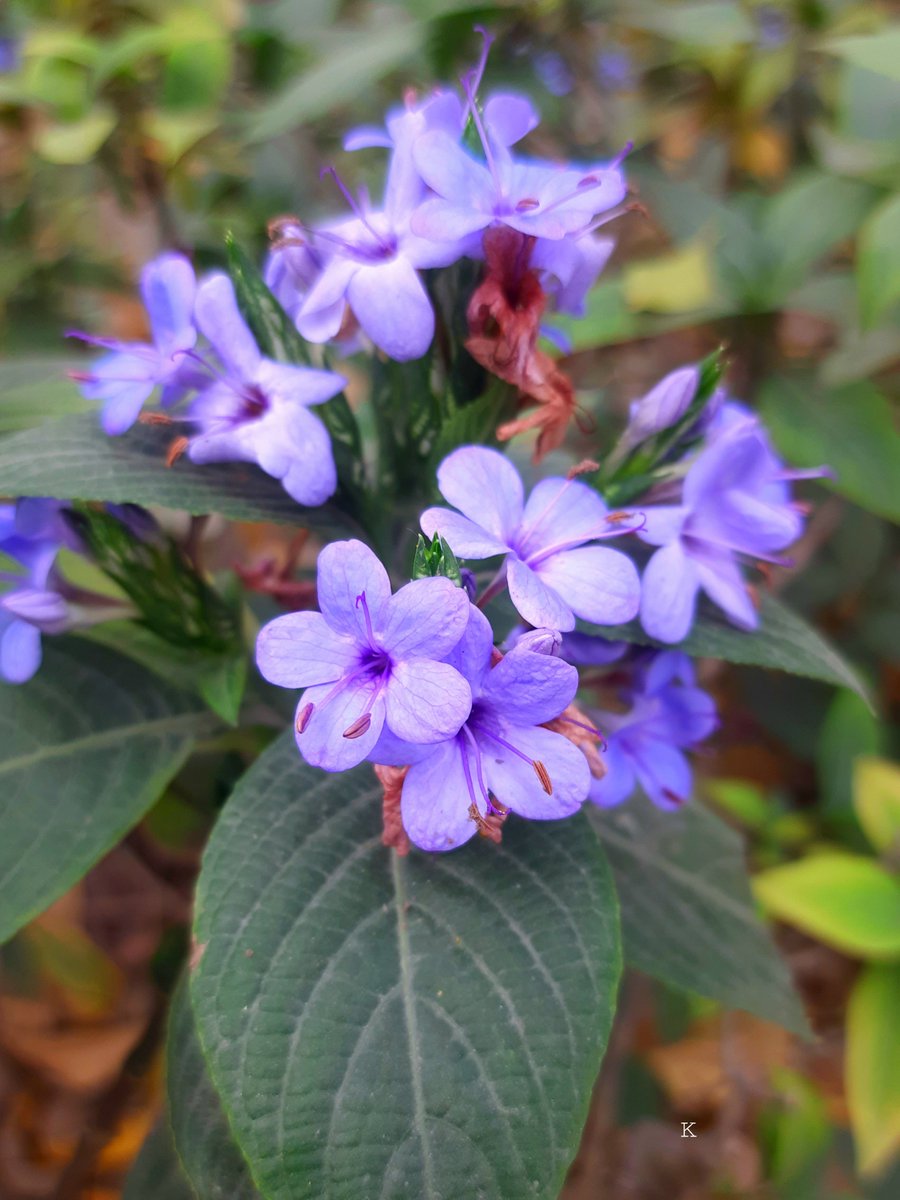 Kundan (@kundan4nature) on Twitter photo 