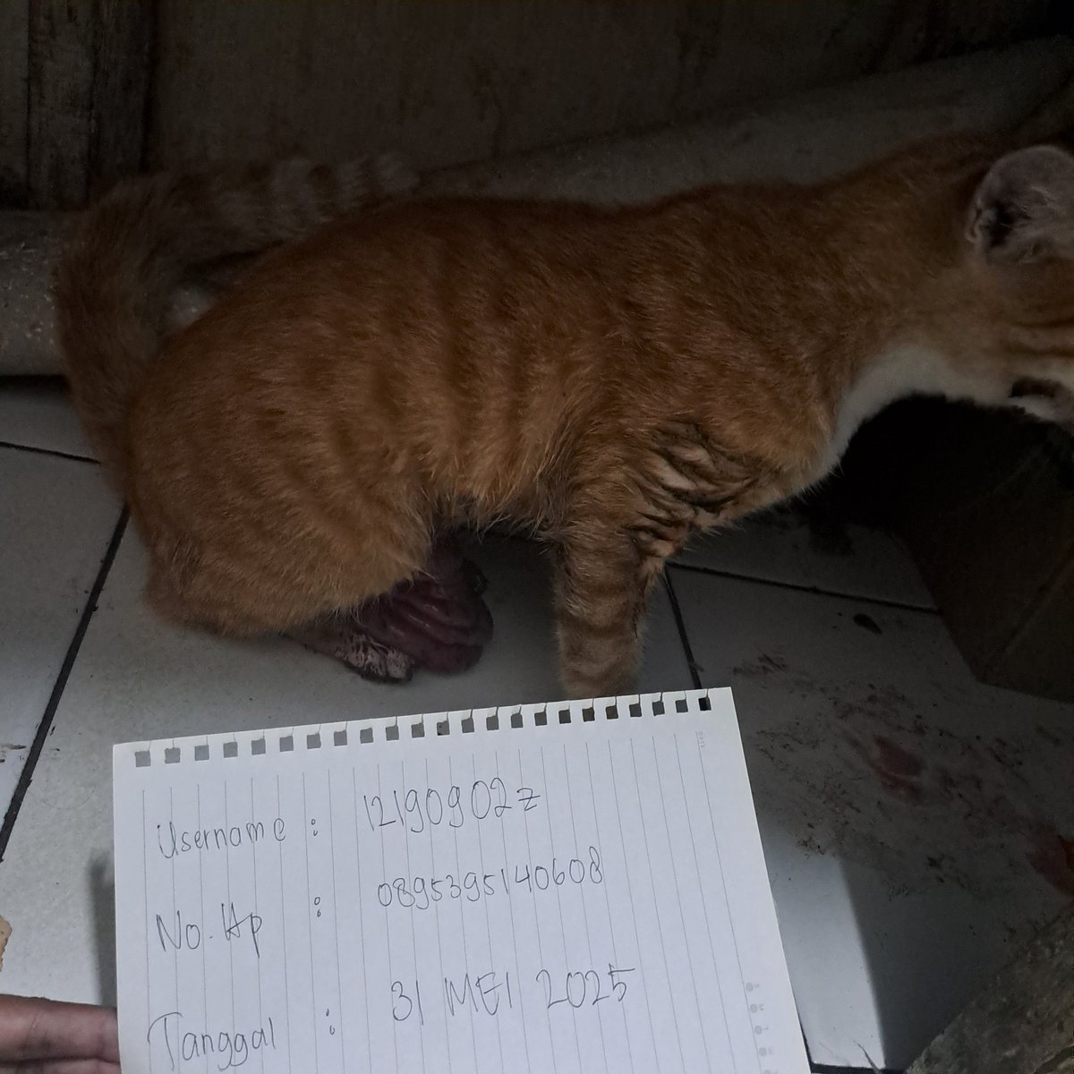 bismillah
maaf sblumnya krna kterbatasan biaya, aku izin open donasi buat nambahin biaya pengobatan oren :( oren ini stray cat yg biasa ada di depan warteg aku, tbtb pgi ini kondisinya parah bgt dengan keadaan isi perutnya keluar:( ini kondisi setelah aku amanin bawa masuk ke dlm