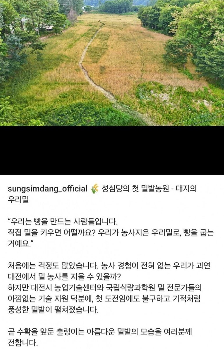 성심당에서 농사짓는 밀밭이 벌써 이렇게 자랐다고