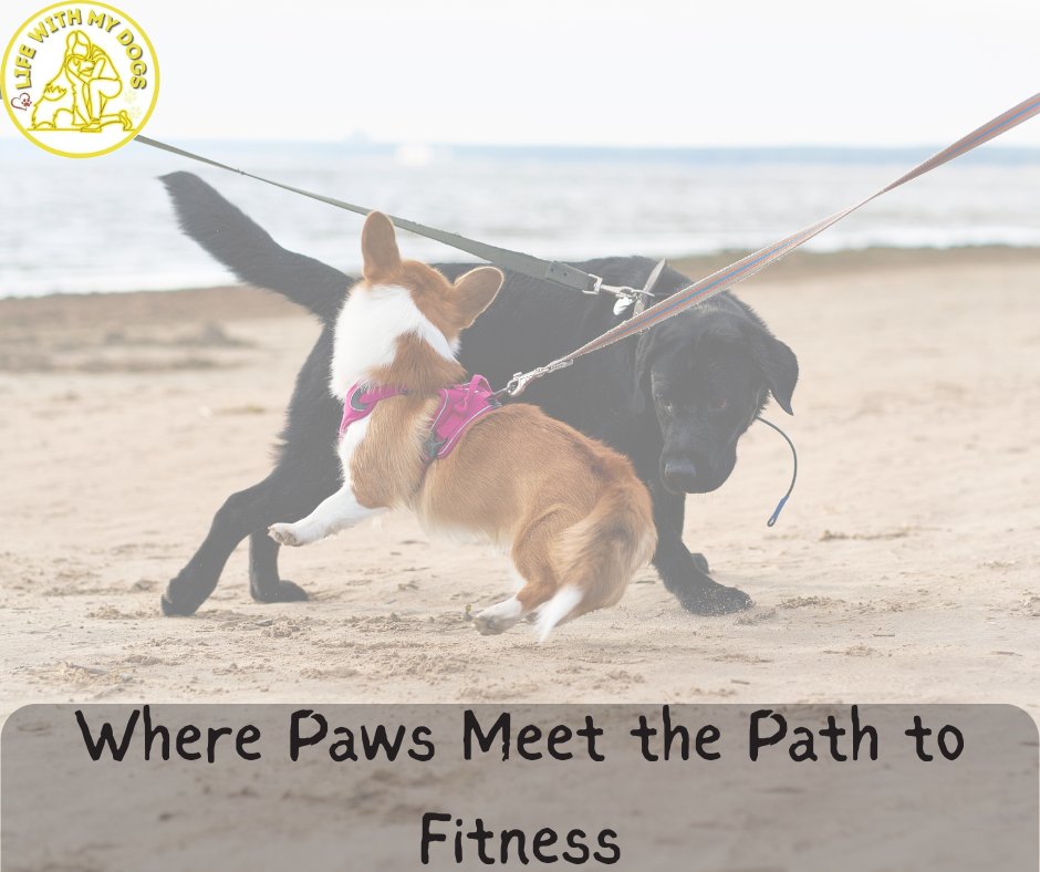 LifeWithMyDogs9's tweet image. 😂🐕Where paws meet the path to fitness, every step is a wag-worthy workout! 💪🐶 Let your furry trainer lead the way to a healthier, happier you. 🐾👟
#PawsAndPath #FitWithFur #DogWalkLife #WagAndWorkout #FurFitness #HealthyPawsHealthyYou