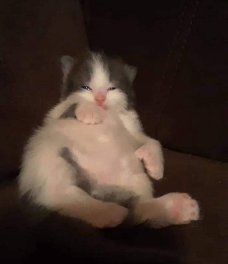 ShouldHaveCat's tweet photo. https://t.co/LVZZ2HbLV0