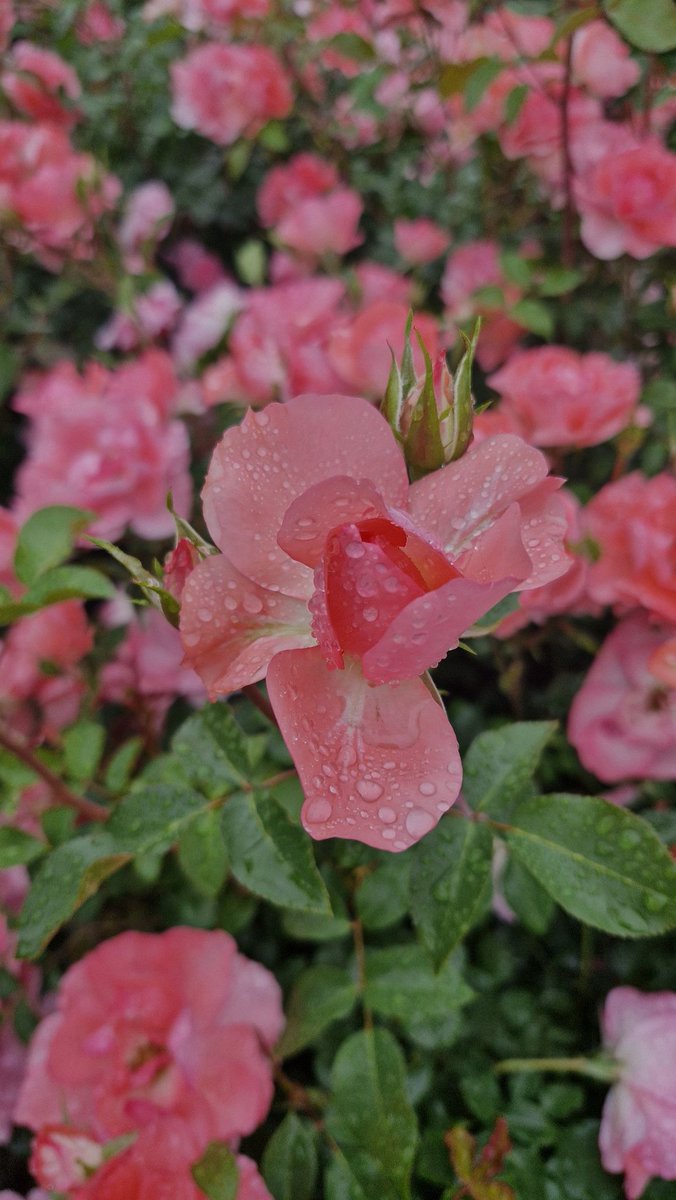 #봄향기 #봄축제 #서울