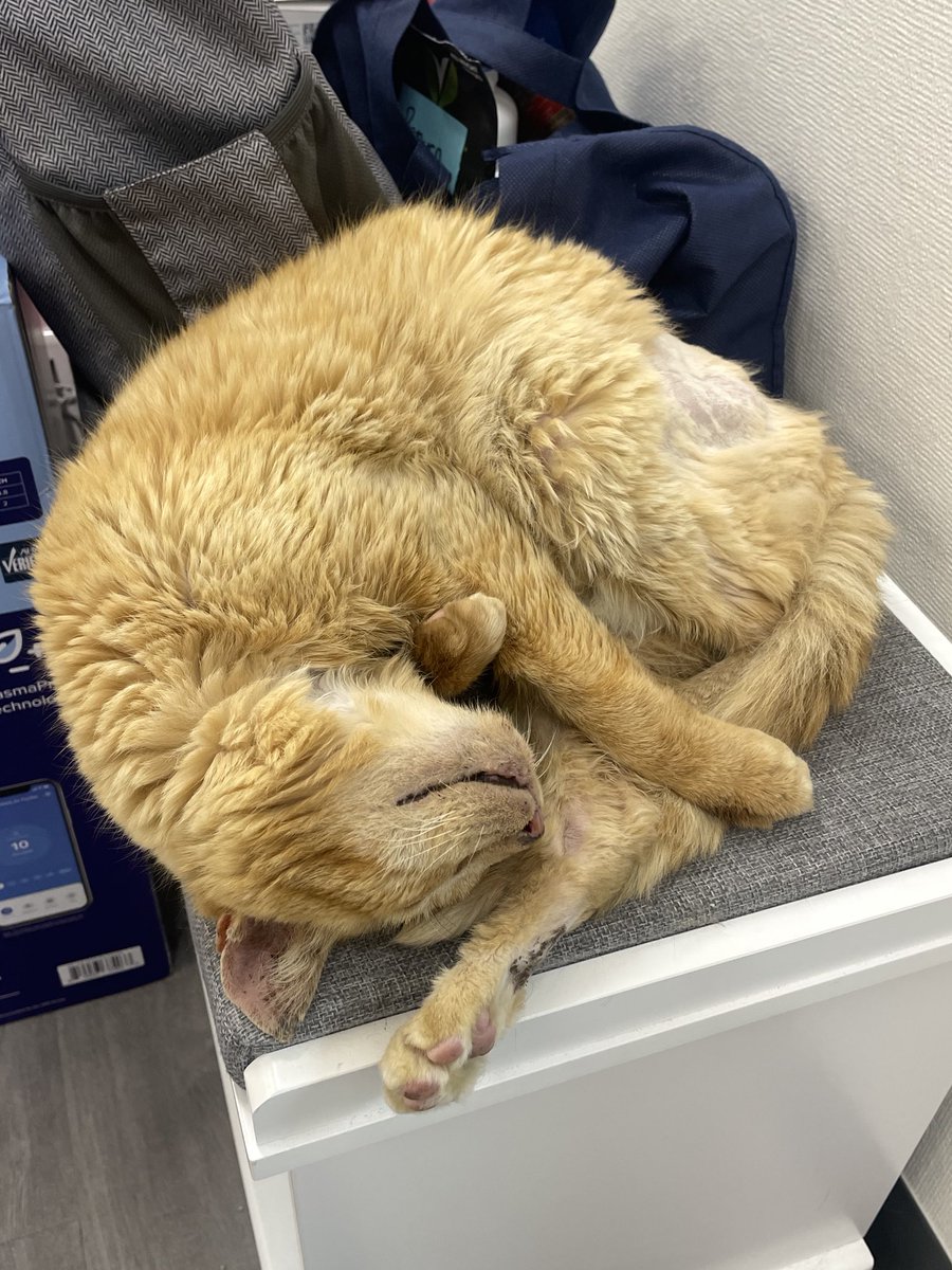 Friends of Bear Cat Rescue tweet media