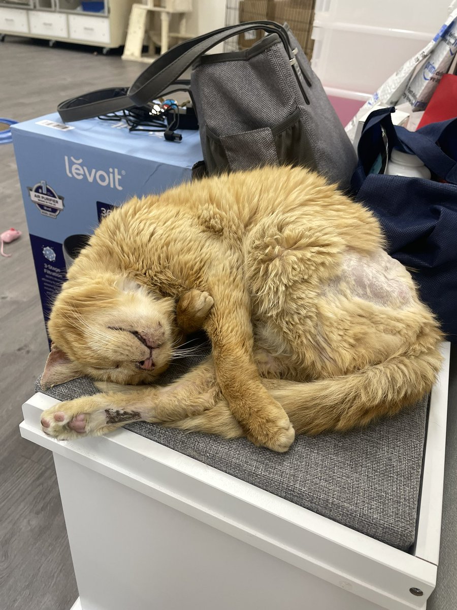 Friends of Bear Cat Rescue tweet media