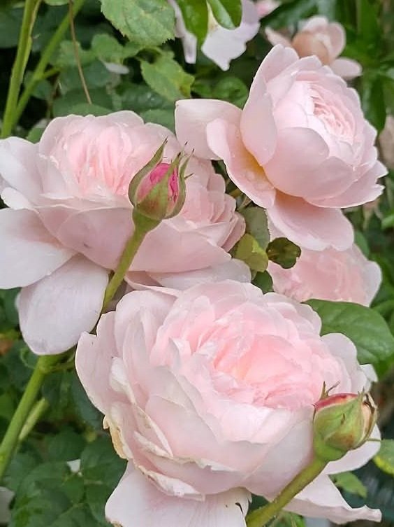 𝓜𝓪𝔂 𝔂𝓸𝓾 𝓯𝓲𝓷𝓭 𝓹𝓮𝓪𝓬𝓮 𝓲𝓷 𝔂𝓸𝓾𝓻 𝓱𝓮𝓪𝓻𝓽
𝓜𝓪𝔂 𝓵𝓸𝓿𝓮 𝓯𝓲𝓵𝓵 𝔂𝓸𝓾𝓻 𝓼𝓸𝓾𝓵  🌷